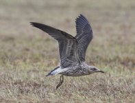 Bempton-gull-6a.jpg