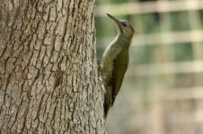 Green-Woodpecker-(3)-copy.jpg