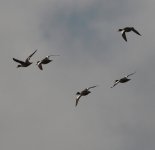 wigeon1.jpg