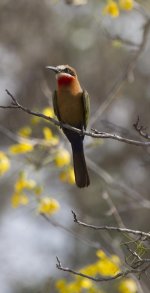 WhitefrontedBeeeater.JPG