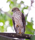 Sparrowhawk, Chinese.JPG