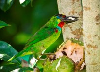 Barbet, Red-throated_71.JPG