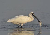 bf spoonbill fish V1_DSC1742.jpg