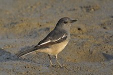 magpie robin V1 _DSC2036.jpg