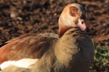 Egyptian Goose.jpg