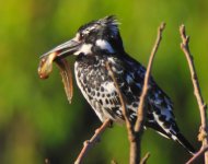 Pied King Fisher 2.jpg