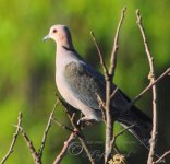 Red-Eyed Dove.jpg