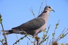 Red-Eyed Dove 2.jpg