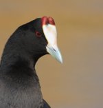 Red-Knobbed Coot 2.jpg