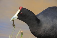 Red-Knobbed Coot 3.jpg