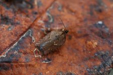 Acleris schalleriana1.jpg