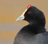 Red-Knobbed Coot.jpg
