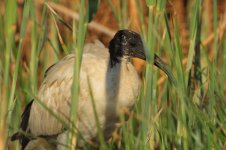 Sacred Ibis 2.jpg