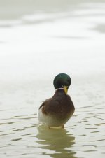 Ducks097.jpg