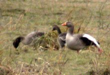 greylag with pink foot geese lurgangreen feb 06.jpg