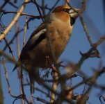 Hawfinch.jpg