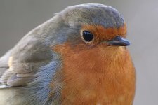 robin260206a.jpg