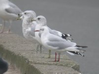 Gull 1.jpg