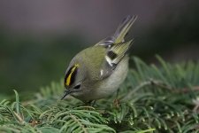 goldcrest270206d.jpg