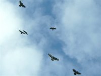 DS buzzard and corvids 1.jpg