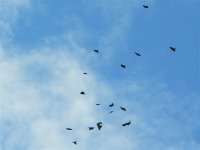 DS buzzard and corvids 3.jpg