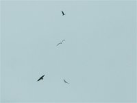 DS buzzard mobbed by gulls 30.04 1.jpg