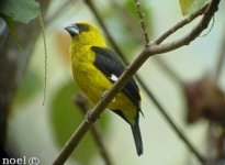 Pheucticus tibialis (male, Costa Rica).jpg