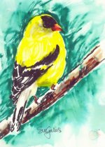 goldfinch 1 reference by colorob.JPG