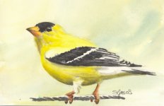 goldfinch 2 reference byvirus.JPG