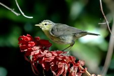 UFO Warbler 1.jpg