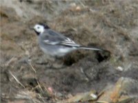 wagtail.jpg