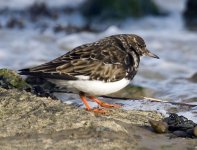 Turnstone4.jpg