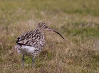 Curlew2.jpg