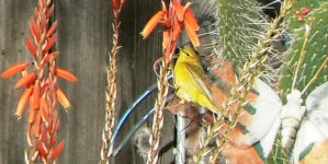 Yellow Warbler Perhaps Email.JPG