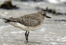 GreyPlover3.jpg