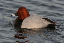 pochard120106c.jpg