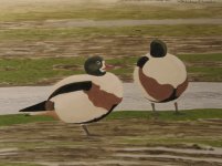 Shelducks, Bull Island.jpg