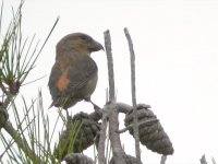 Crossbill DSCN1040ao.JPG