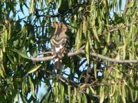 Hoopoe P1050174a.JPG