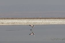 Flamingo Andinas Landing 01.jpg