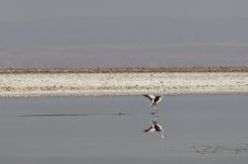 Flamingo Andinas Landing 02.jpg