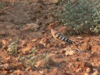 Hoopoe P1040600a.JPG