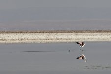 Flamingo Andinas Landing 03.jpg