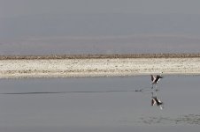 Flamingo Andinas Landing 04.jpg