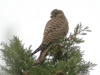 Kestrel DSCN1095.JPG