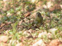 Serin DSCN0821a.JPG