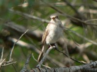 Spotted Flycatcher P1040748a.JPG