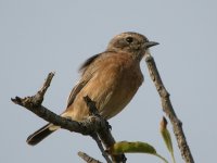 Stonechat DSCN0815a.JPG