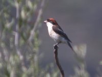 Woodchat Shrike DSCN0955a.JPG