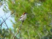 Woodchat Shrike P1050092ao.JPG